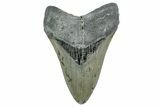 Fossil Megalodon Tooth - North Carolina #349330-1